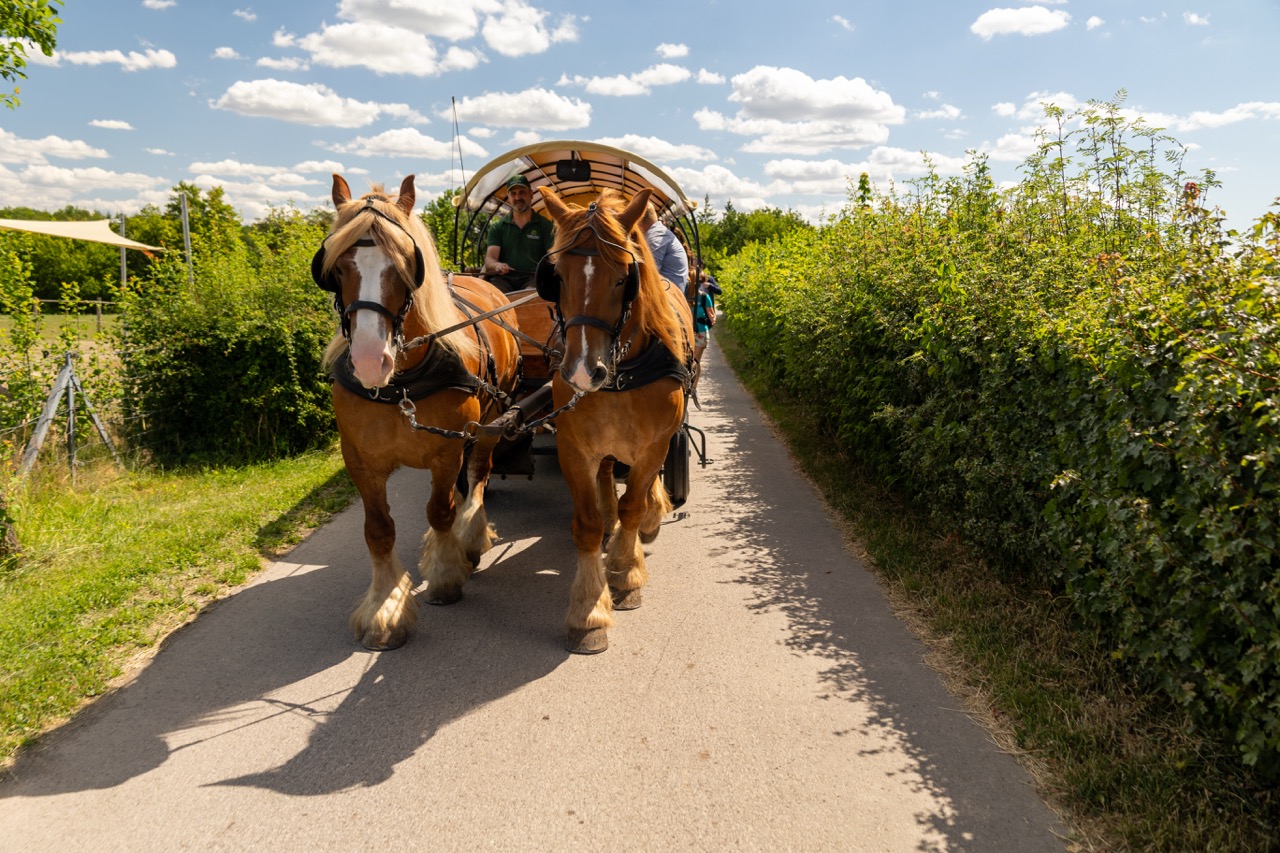Pferdekutsche auf einem Weg im Naturerlebniszentrum bei sonnigem Wetter.